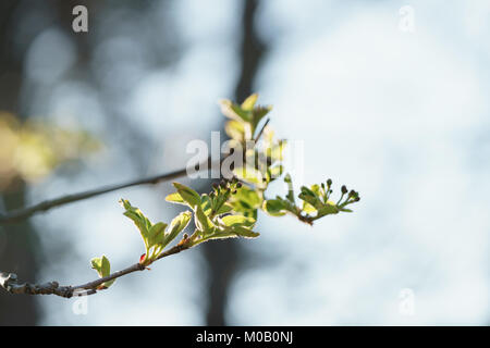 first spring leaves on linden tree Stock Photo
