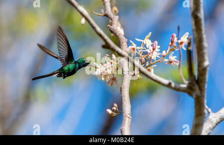 Flying  Cuban Emerald Hummingbird (Chlorostilbon ricordii), Cienaga de Zapata, Cuba Stock Photo