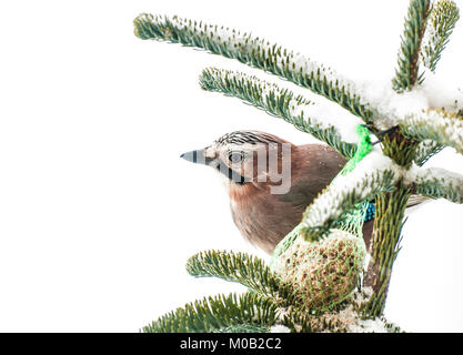 Winter bird feeding. Eurasian jay siting on a spruce tree isolated on white background Stock Photo