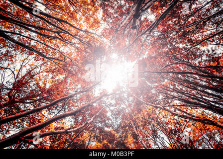 Daylight passing through tree in autumn season, with flare coming from the horizon. Theme mystery. Stock Photo