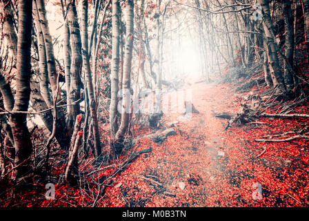 Mysterious path through a forest in autumn season, with flare coming from the horizon. Theme mystery. Stock Photo