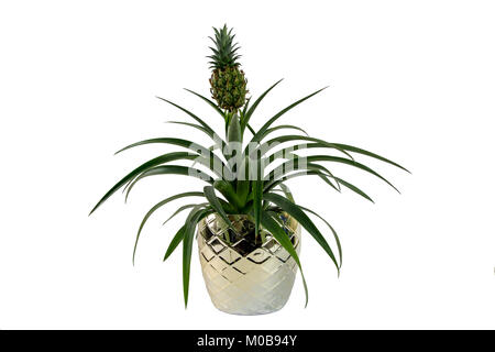 Ornamental Pineapple Plant on a white background. Latin name Ananas comosus Champaca Stock Photo