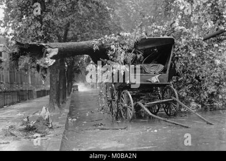 Large Tree Falls and Crushes Horse Drawn Wagon on Road Stock Photo