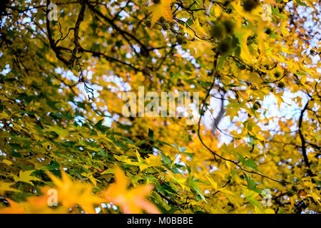 Fall the most beautiful season of the year for many people, the colors are from yellow, orange and gold - Leaves are allover the ground as well. Stock Photo