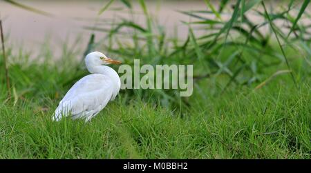 The cattle egret (Bubulcus ibis) on green grass background Stock Photo