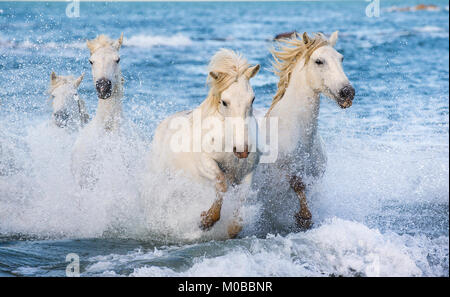White Camargue horses galloping on blue water of the sea. France. Stock Photo