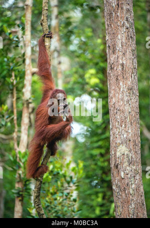 Young male of Bornean Orangutan on the tree in a natural habitat. Bornean orangutan (Pongo pygmaeus wurmbii) in the wild nature. Rainforest of Island  Stock Photo