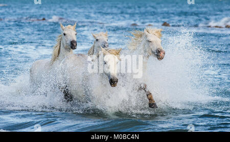 White Camargue horses galloping on blue water of the sea. France. Stock Photo
