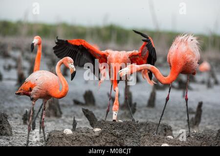 Caribbean flamingos (Phoenicopterus ruber ruber). Cuba.