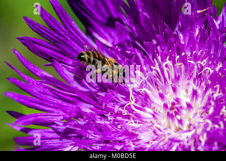 Stokesia laevis 'Honeysong Purple', close up bee on purple flower