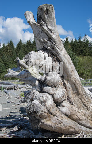 Vertical close-up of a large driftwood tree trunk on a sandy beach bathed in sunshine with blue sky, white clouds and green forested hill background. Stock Photo
