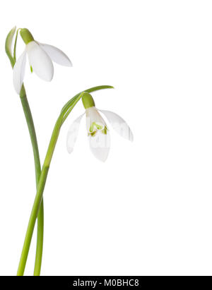 Two snowdrop flowers isolated on white background Stock Photo