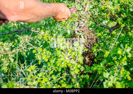 Swarming bees after leaving the hive bees gather on a branch of a tree. Then they fly away to a new place of residence. Stock Photo