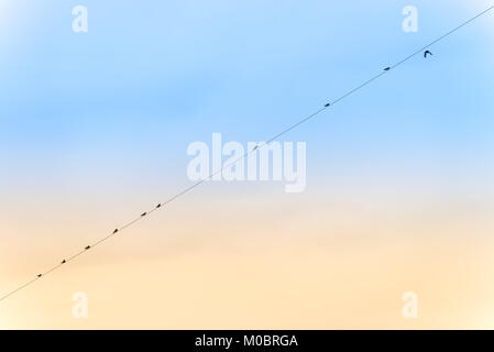 Silhouette of many swallows perched on a electric power line Stock Photo