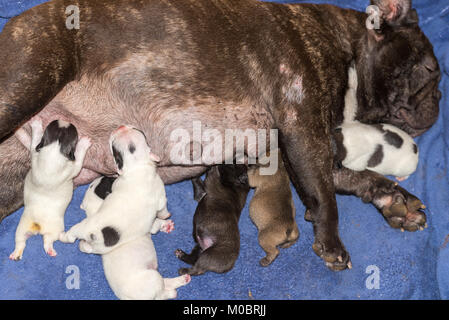 Feeding french shop bulldog puppies