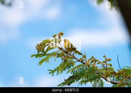 Male island canary posing on a tree branch in nature Stock Photo