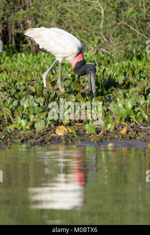 Jabiru stork (Jabiru mycteria) foraging at riverbank. Pantanal, Brazil. Stock Photo