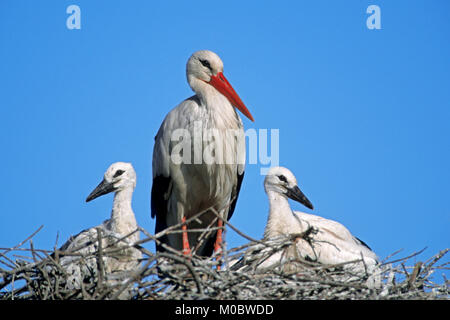 White Stork with chicks in nest, Camargue, Provence, Southern France  (Ciconia ciconia) | Weissstorch mit Kueken im Nest, Camargue Stock Photo