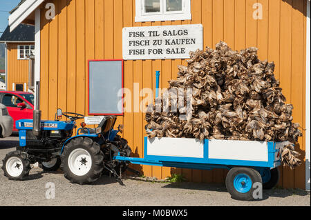 Dried cod fish heads waiting to be exported from Lofoten in northern Norway to Italy and served as fish head soup on Italian dinner tables. Stock Photo