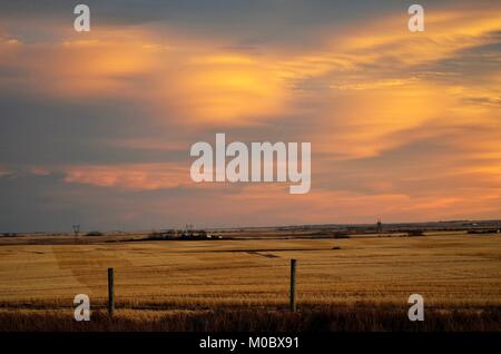 A wonderful sunset reflects over a golden wheat field in southern Alberta after harvest time Stock Photo
