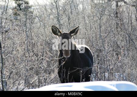 A cow moose, stands in the white deep snow, surrounded by bush having a look around and snacking on twigs and branches Stock Photo