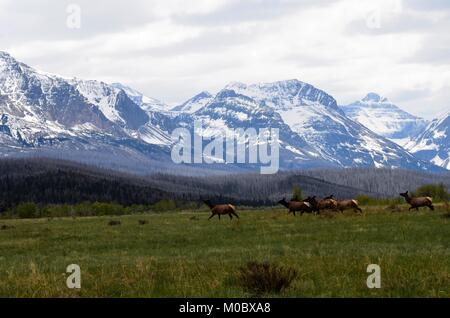 A herd of wild female elk are crossing a meadow and grazing with a Rocky mountain snow covered view in the background Stock Photo