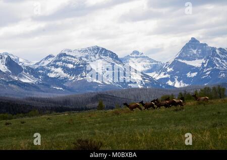 A herd of wild female elk are crossing a meadow and grazing with a Rocky mountain snow covered view in the background Stock Photo