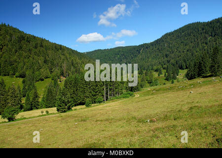 Lovely hiking path called 'Geissenpfad' near Menzenschwand showing the amazing landscape in the southern Black Forest in Germany Stock Photo