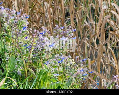 Riverside borage. Hardy wild flower and herb. Borago officinalis. Stock Photo