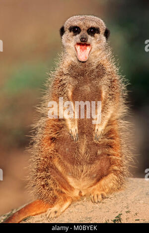 Meerkat yawning, Namibia / (Suricata suricatta) | Erdmaennchen, gaehnend, Namibia / (Suricata suricatta) Stock Photo