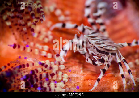A zebra crab , Zebrida on a colorful fire sea urchin. This small car is only the size of small thumb. The sea urchin can sting and burn if touched. Stock Photo