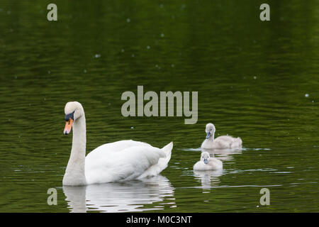 Swan with Signets Stock Photo