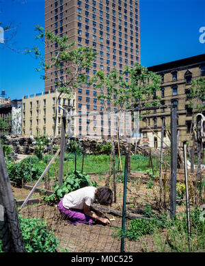 May 1982, New York, woman gardening in community gardens, Yorkville, Upper East Side, Manhattan, New york City, NY, NYC, USA, Stock Photo
