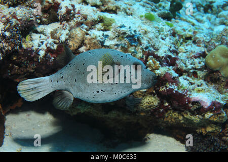 Blackspotted pufferfish (Arothron nigropunctatus) underwater in the tropical coral reef Stock Photo