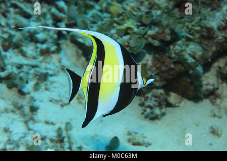 Moorish idol fish (Zanclus cornutus) underwater in the tropical waters of the indian ocean Stock Photo