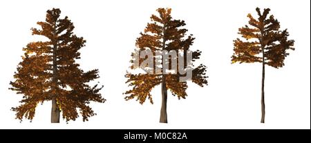 set of 3 brown/ orange painted pine tree Stock Vector