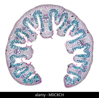 Marram grass TS brightfield photomicrograph showing internal structure Stock Photo