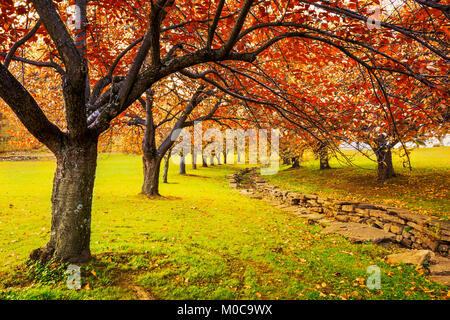 Autumn in Hurd Park, Dover, New Jersey with fall foliage on cherry trees. Stock Photo