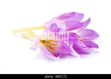 Flower Colchicum gorgeous isolated on white background Stock Photo