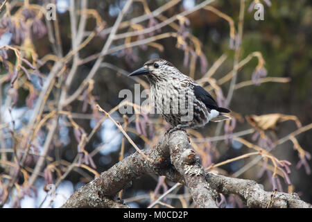 Spotted nutcracker sitting on a branch in a Kamchatka forest in the autumn day Stock Photo