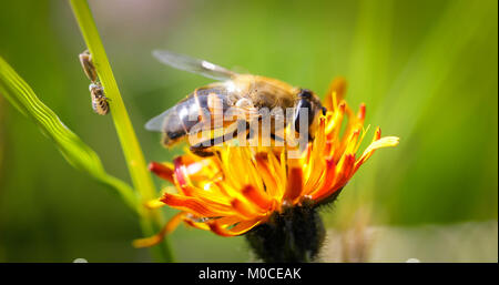 Wasp collects nectar from flower crepis alpina Stock Photo