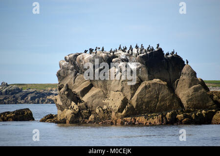 Cormorants on a Rock in Smith South St Agnes, Isles of Scilly, England, Cornwall, UK. Stock Photo