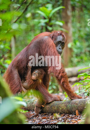 Baby orangutan and mother  in a natural habitat. Bornean orangutan (Pongo pygmaeus wurmbii) in the wild nature. Tropical Rainforest of Borneo Island.  Stock Photo