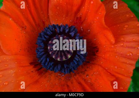 Stunning ornamental orange poppies bloom in spring and early summer. Stock Photo