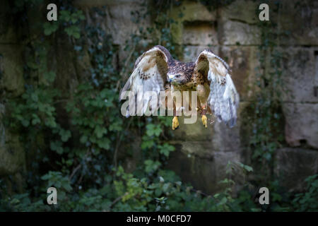 Red Tail Hawk in flight Stock Photo