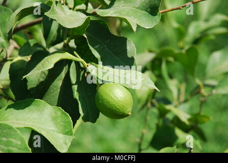 Limes growing on a lime tree on the Greek island of Meganissi. Stock Photo