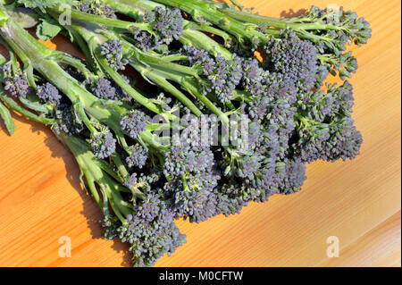 Freshly picked bunch of Purple Sprouting Broccoli tips, Brassica oleracea also known as Early Purple Sproting Broccoli. Stock Photo