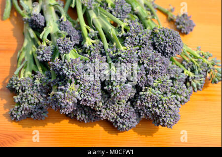 Freshly picked bunch of Purple Sprouting Broccoli tips, Brassica oleracea also known as Early Purple Sproting Broccoli. Stock Photo