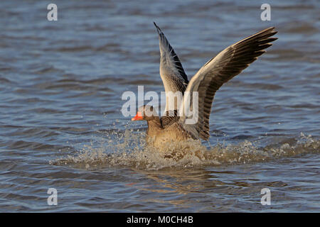 Greylag goose landing on water at Slimbridge WWT reserve UK Stock Photo