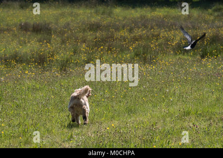 Lola the Cockapoo enjoys the sun in a Rivington buttercup field of yellow and green Stock Photo